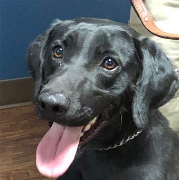 Rougarou the Rescue Dog Joins Caddo Canine Unit